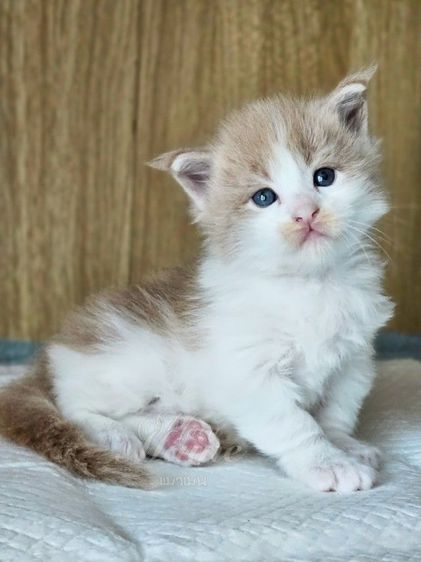 ลูกแมวเมนคูน สายพันธ์แท้ รูปที่ 7