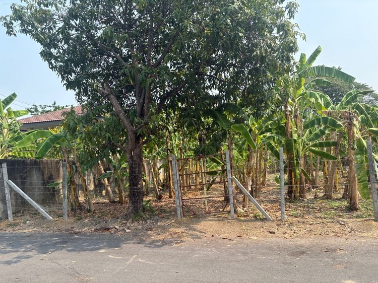 ที่ดินพุทมนทลสาย2 รูปที่ 3