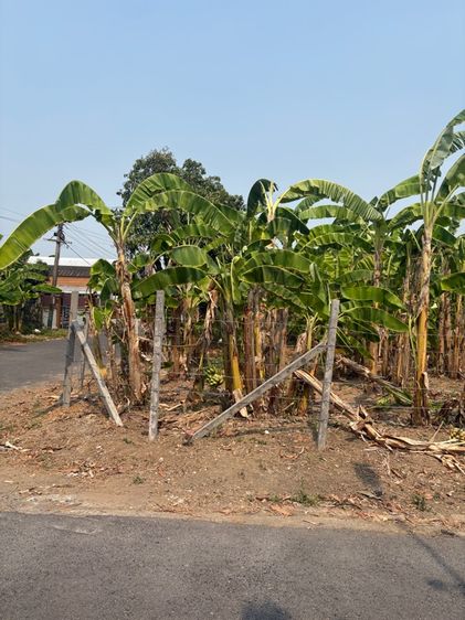 ที่ดินพุทมนทลสาย2 รูปที่ 2