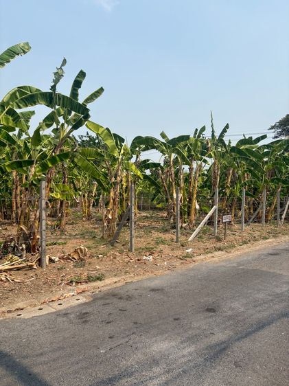 ที่ดินพุทมนทลสาย2