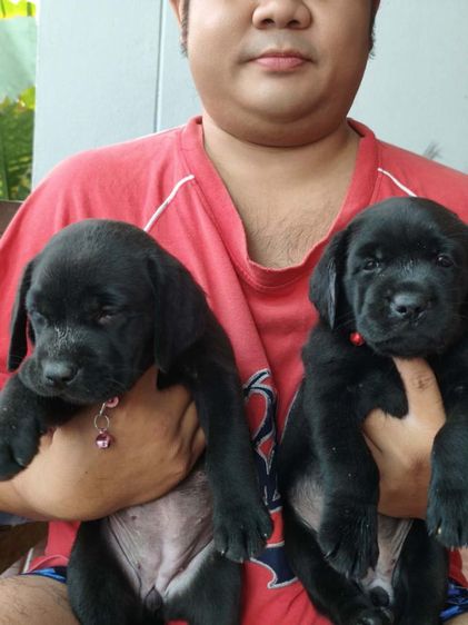 ลูกลาบราดอร์สีดำแท้ รูปที่ 4
