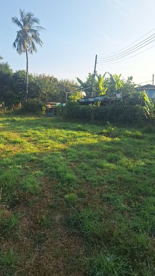 ขายที่ดินสวนมะม่วงเบา