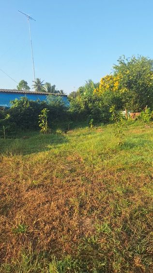 ใช่ ขายที่ดินสวนมะม่วงเบา รูปที่ 4