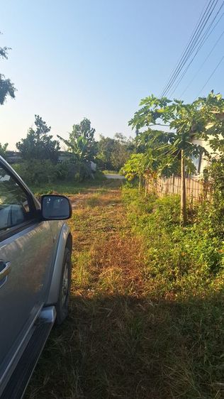 ใช่ ขายที่ดินสวนมะม่วงเบา รูปที่ 3