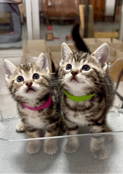 อเมริกันช็อตแฮร์แท้ พร้อมย้าย