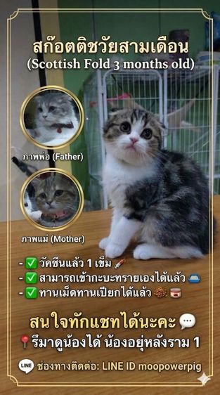 ชายแมวสก็อตติชวัย3เดือน