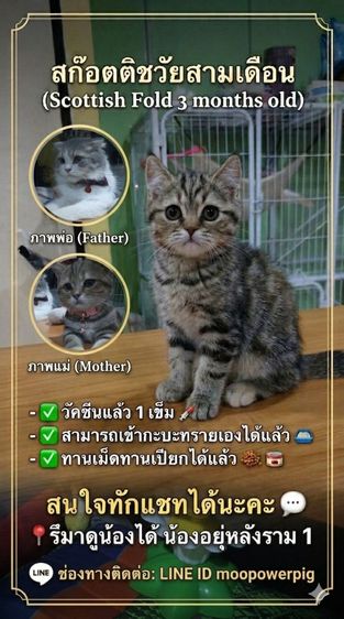 ชายแมวสก็อตติชวัย3เดือน รูปที่ 3