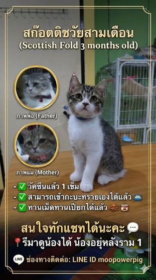 ชายแมวสก็อตติชวัย3เดือน รูปที่ 2