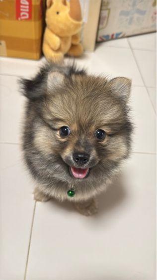 เล็ก ปอมเมอเรเนียน (Pomeranian) ปอมเมอเรเนียน