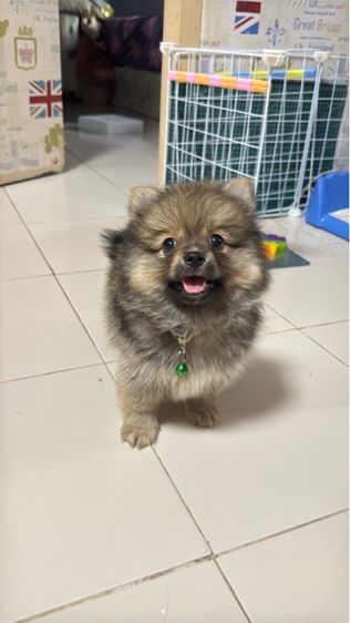 ปอมเมอเรเนียน รูปที่ 2