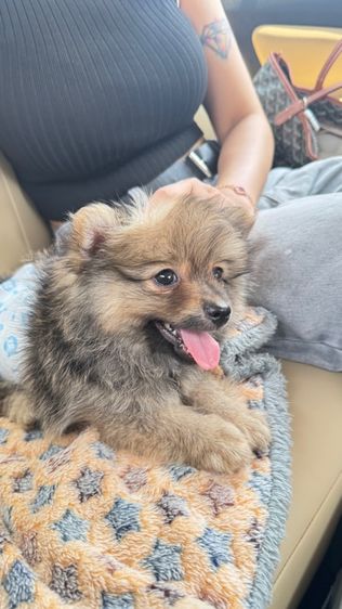 ปอมเมอเรเนียน รูปที่ 5