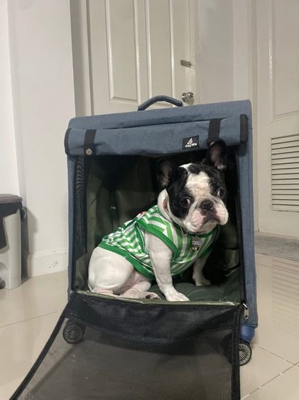 กระเป๋าสุนัข,กรงเดินทางสุนัข รูปที่ 2