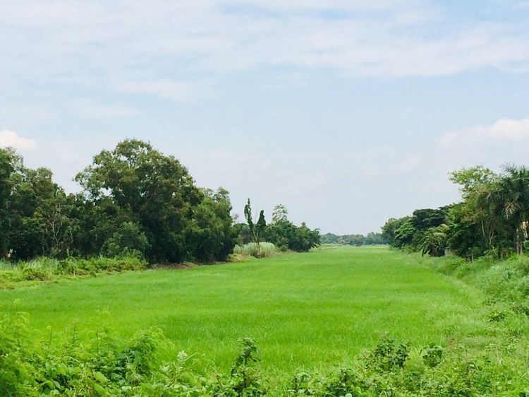 ขายด่วนที่ดินคลองห้า ติดถนนแปลงใหญ่