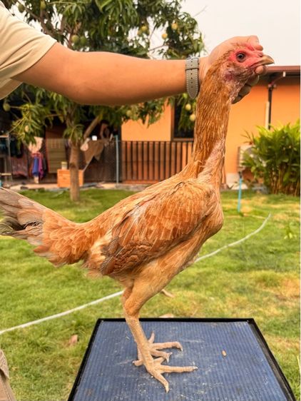 แม่พันธุ์ไก่ชน รูปที่ 10