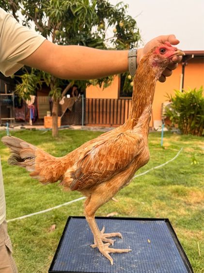 แม่พันธุ์ไก่ชน รูปที่ 6