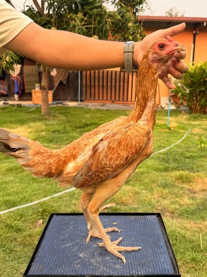 แม่พันธุ์ไก่ชน รูปที่ 7