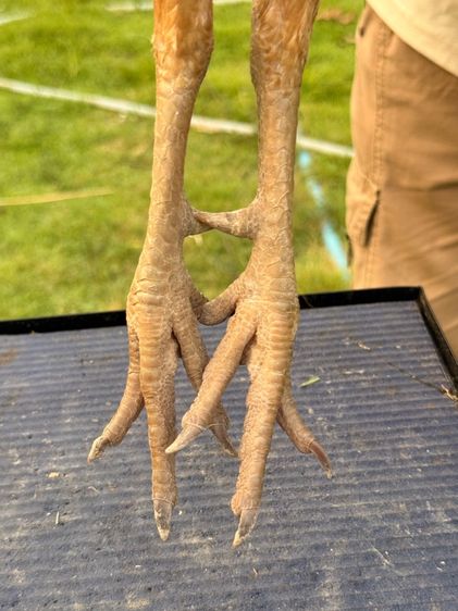 แม่พันธุ์ไก่ชน รูปที่ 3