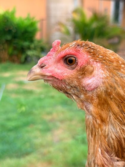 แม่พันธุ์ไก่ชน รูปที่ 5