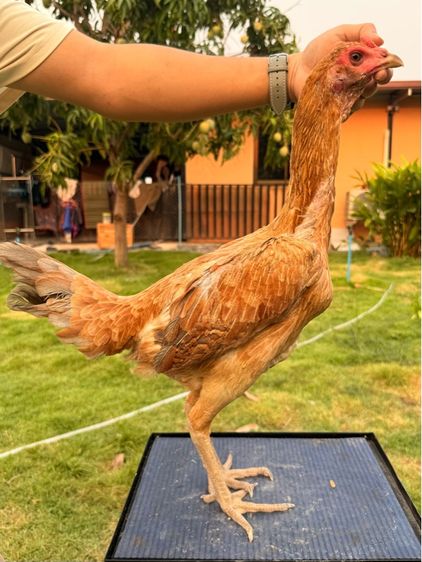 แม่พันธุ์ไก่ชน รูปที่ 2