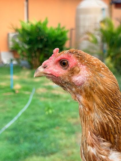 แม่พันธุ์ไก่ชน รูปที่ 8