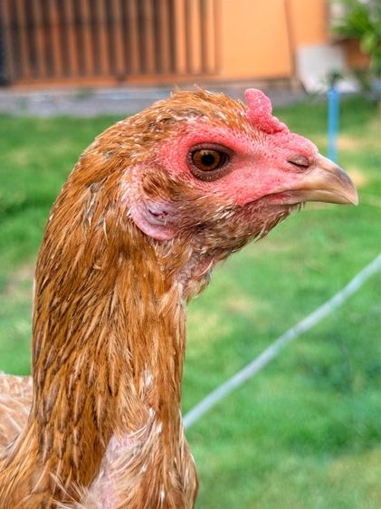 แม่พันธุ์ไก่ชน รูปที่ 4