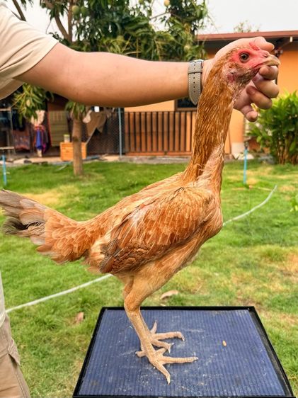 แม่พันธุ์ไก่ชน รูปที่ 11