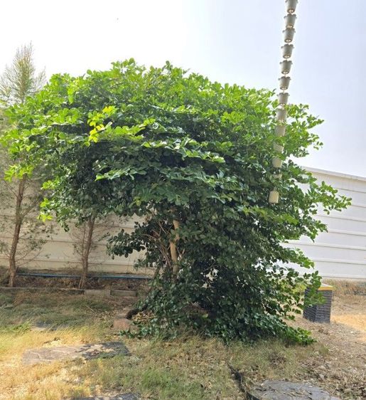 ต้นแก้วเจ้าจอม 4 ใบ