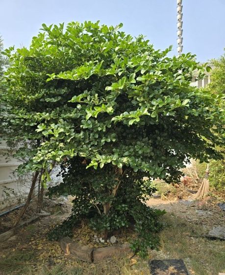 ต้นแก้วเจ้าจอม 4 ใบ รูปที่ 2