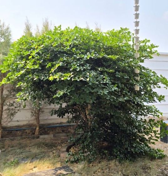 ต้นแก้วเจ้าจอม 4 ใบ รูปที่ 4