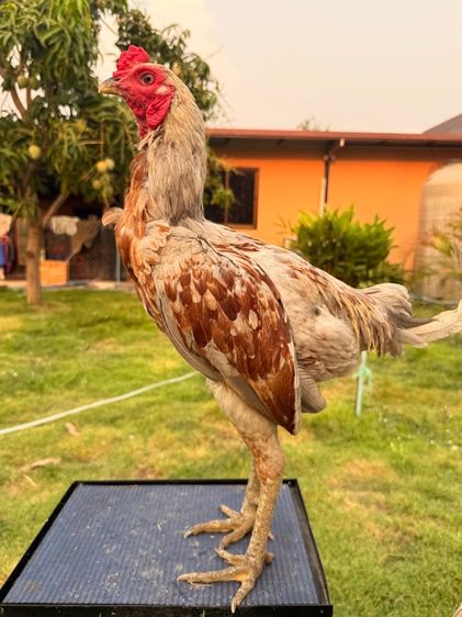 ไก่หนุ่ม