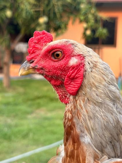 ไก่หนุ่ม รูปที่ 5