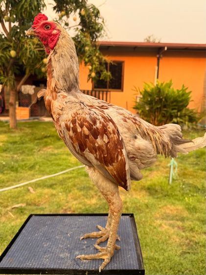 ไก่หนุ่ม รูปที่ 12