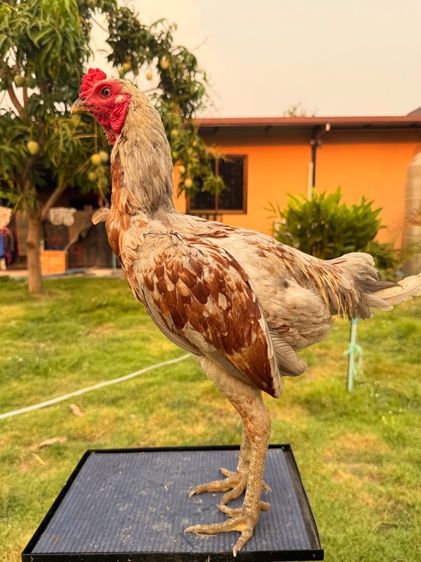ไก่หนุ่ม รูปที่ 8