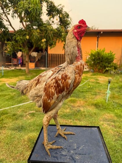 ไก่หนุ่ม รูปที่ 13