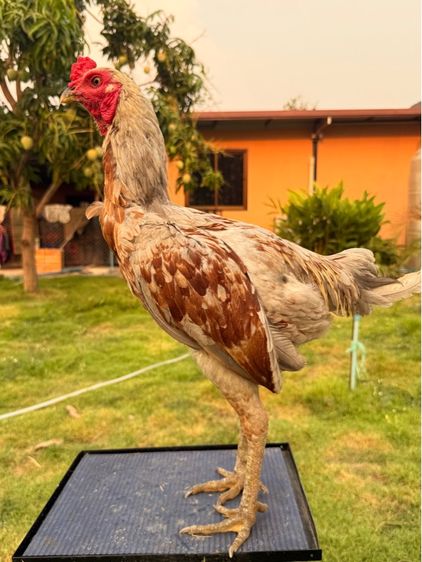 ไก่หนุ่ม รูปที่ 7