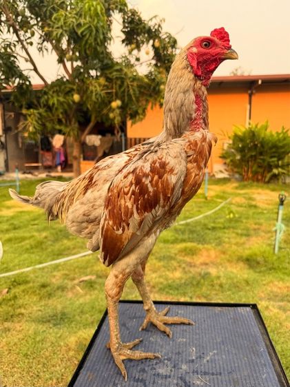 ไก่หนุ่ม รูปที่ 3