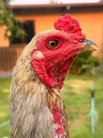 ไก่หนุ่ม รูปที่ 4