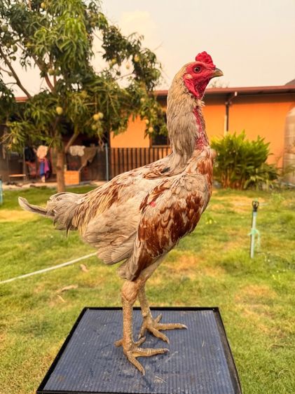 ไก่หนุ่ม รูปที่ 2