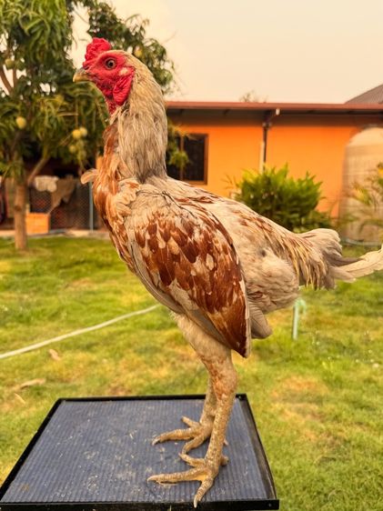 ไก่หนุ่ม รูปที่ 6