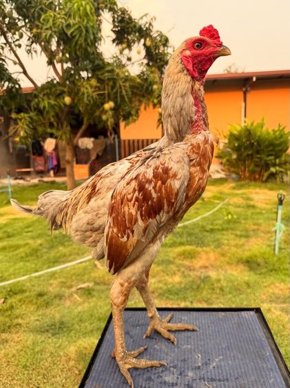 ไก่หนุ่ม รูปที่ 9