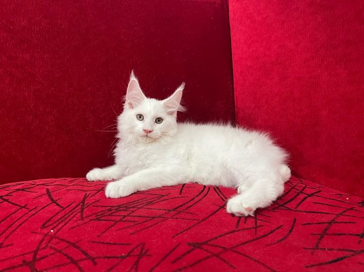 แมวเมนคูนแท้ เพศผู้ รูปที่ 2