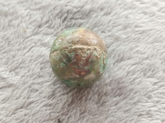 ปรอทกรอ (ตัวเมีย) รูปที่ 7