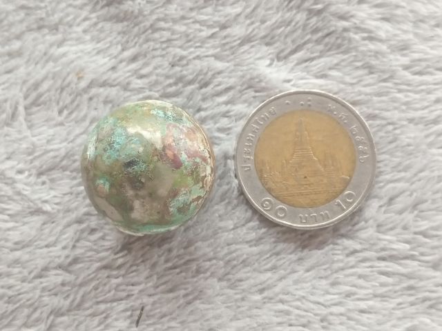 ปรอทกรอ (ตัวเมีย) รูปที่ 8