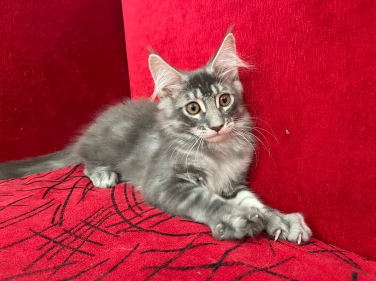 แมวเมนคูนแท้ เพศผู้ รูปที่ 4