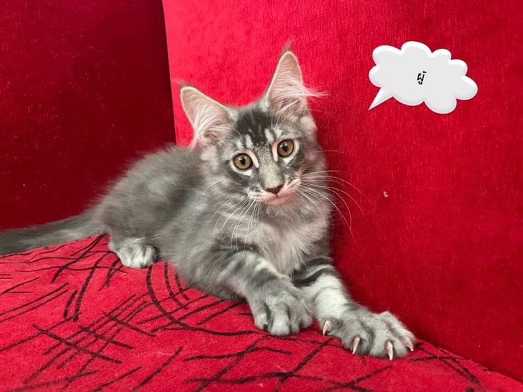 แมวเมนคูนแท้ เพศผู้