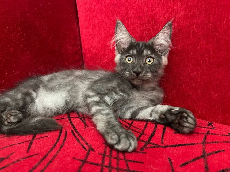 แมวเมนคูนแท้ เพศผู้ รูปที่ 5