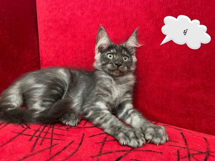 แมวเมนคูนแท้ เพศผู้