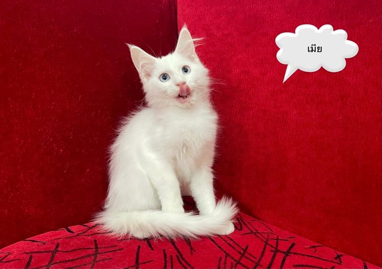 แมวเมนคูนแท้ เพศเมีย