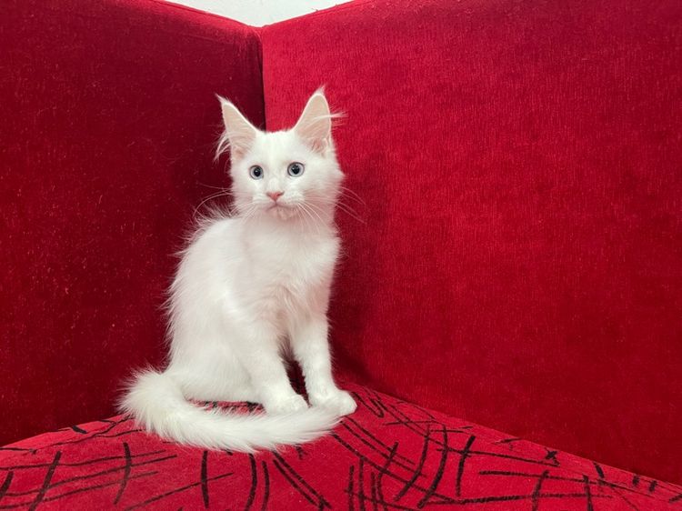 แมวเมนคูนแท้ เพศเมีย รูปที่ 4