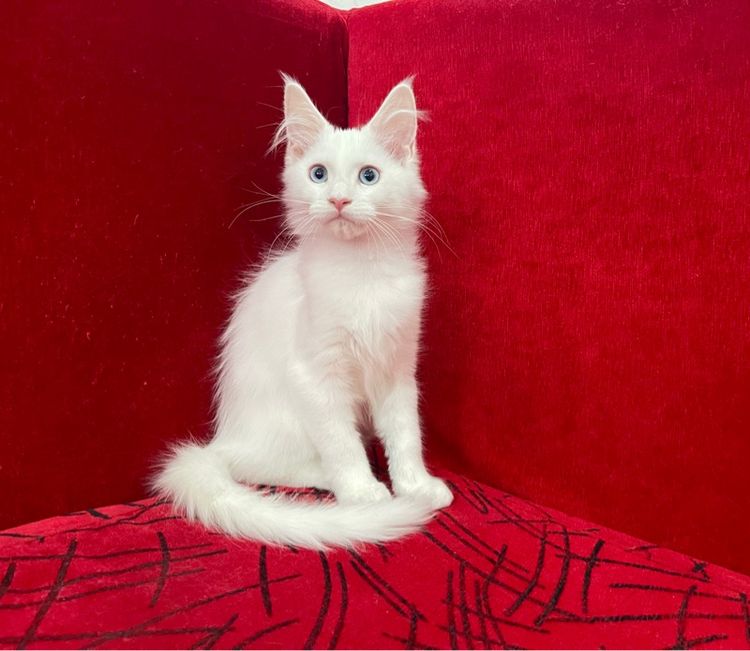 แมวเมนคูนแท้ เพศเมีย รูปที่ 3